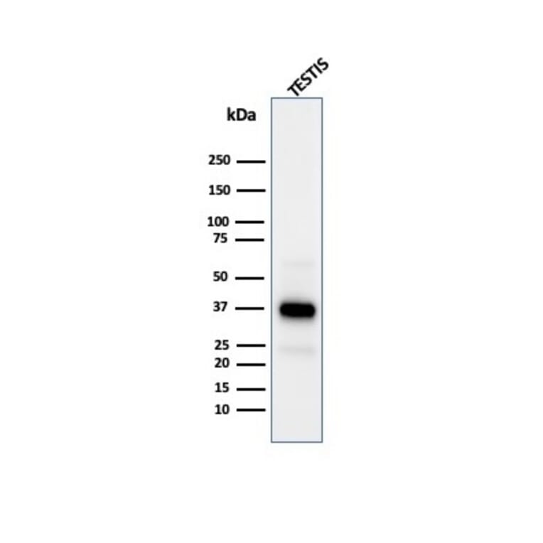 Western Blot - Anti-Clusterin Antibody [CLU/4731] (A277548) - Antibodies.com