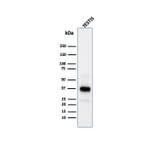 Western Blot - Anti-Clusterin Antibody [CLU/4731] (A277548) - Antibodies.com