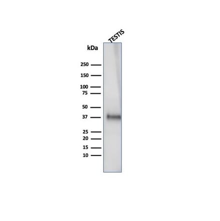 Western Blot - Anti-Clusterin Antibody [CLU/4727] (A277551) - Antibodies.com