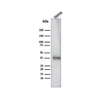 Western Blot - Anti-Clusterin Antibody [CLU/4727] (A277551) - Antibodies.com