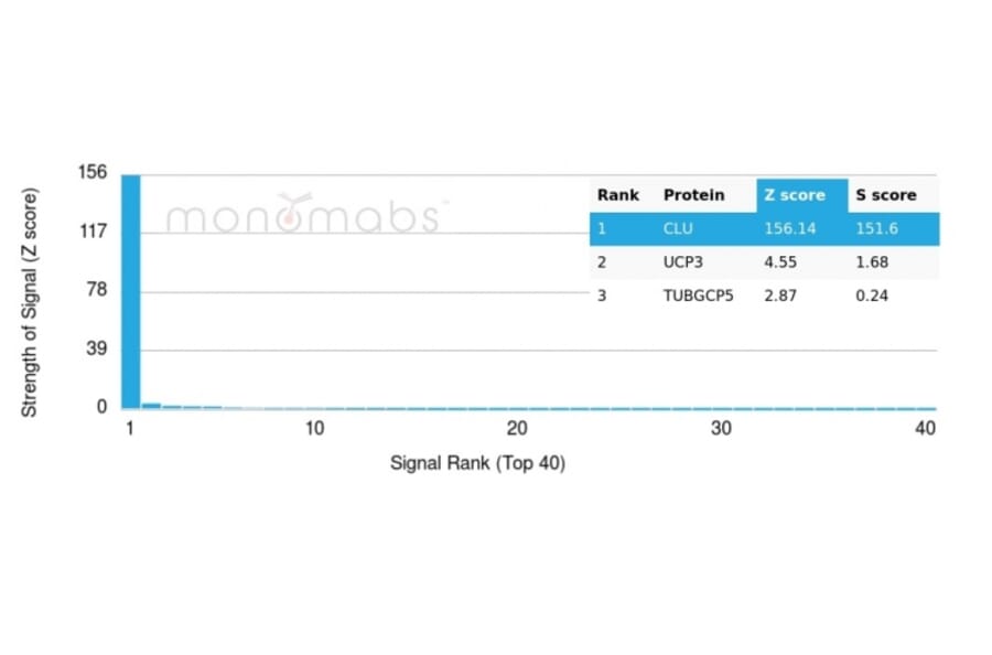 Protein Array - Anti-Clusterin Antibody [CLU/4727] (A277551) - Antibodies.com