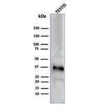 Western Blot - Anti-Clusterin Antibody [CLU/4729] (A277552) - Antibodies.com