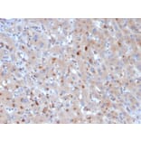 Immunohistochemistry - Anti-alpha 1 Antichymotrypsin Antibody [SERPINA3/4190] (A277553) - Antibodies.com