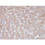 Immunohistochemistry - Anti-alpha 1 Antichymotrypsin Antibody [SERPINA3/4189] (A277558) - Antibodies.com