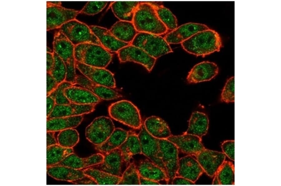 Immunofluorescence - Anti-ATF2 Antibody [PCRP-ATF2-1B4] (A277565) - Antibodies.com