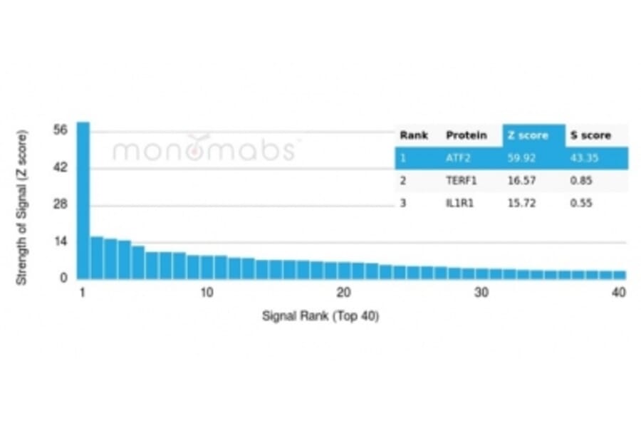 Protein Array - Anti-ATF2 Antibody [PCRP-ATF2-1B4] (A277565) - Antibodies.com