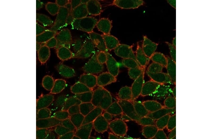 Immunofluorescence - Anti-ZNF358 Antibody [PCRP-ZNF358-1A6] (A277566) - Antibodies.com