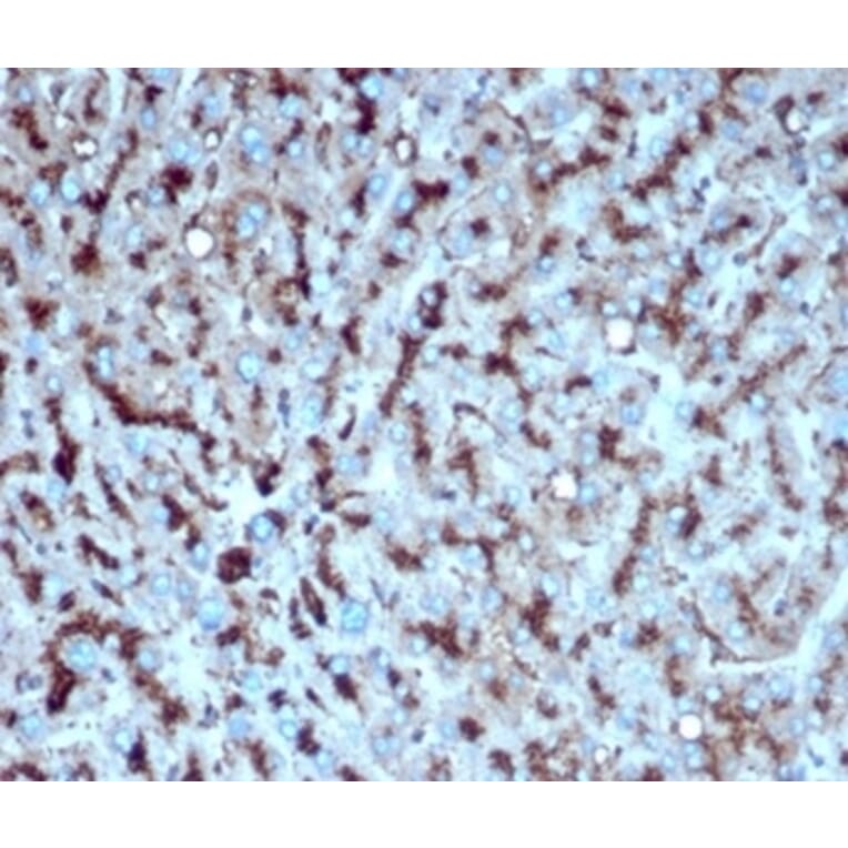 Immunohistochemistry - Anti-Cathepsin D Antibody [CTSD/4497] (A277569) - Antibodies.com