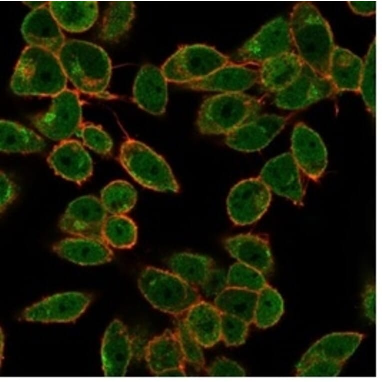 Immunofluorescence - Anti-DAXX Antibody [PCRP-DAXX-5G11] (A277571) - Antibodies.com