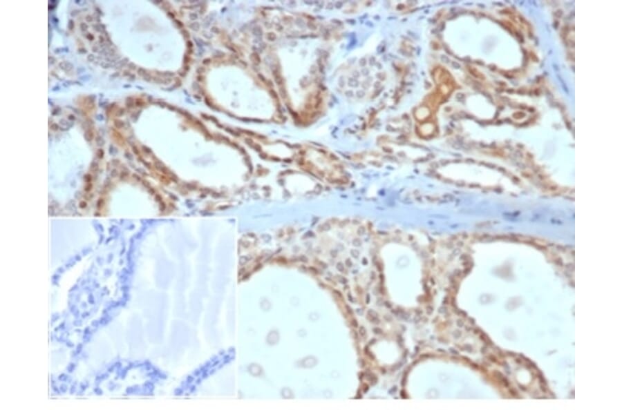 Immunohistochemistry - Anti-DAXX Antibody [PCRP-DAXX-5G11] (A277571) - Antibodies.com