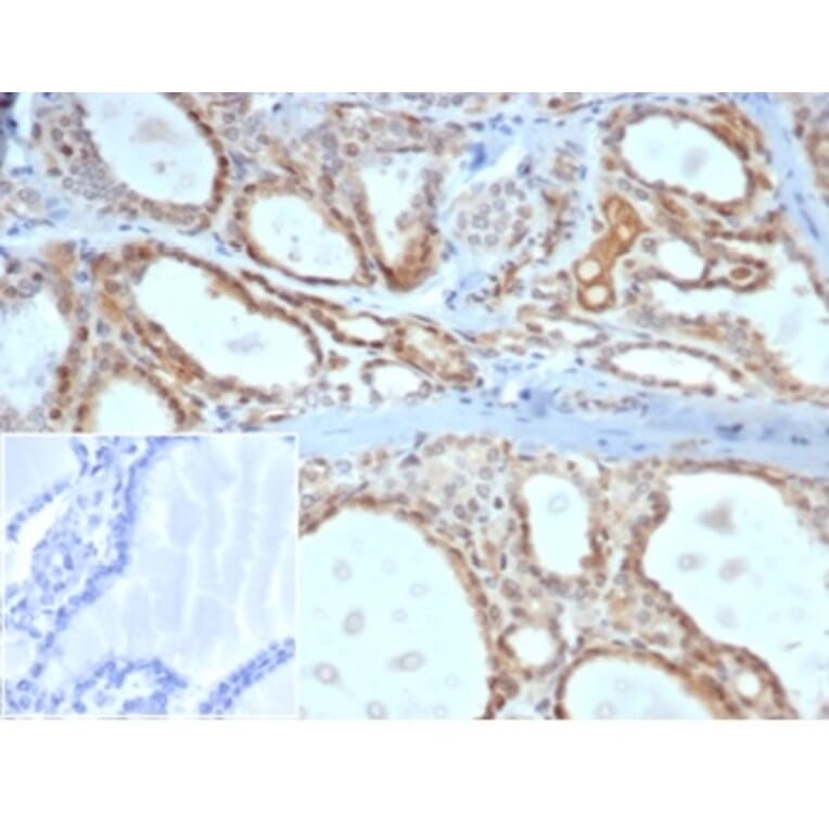 Immunohistochemistry - Anti-DAXX Antibody [PCRP-DAXX-5G11] (A277571) - Antibodies.com