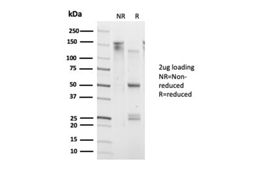 SDS-PAGE - Anti-DAXX Antibody [PCRP-DAXX-6A8] (A277572) - Antibodies.com