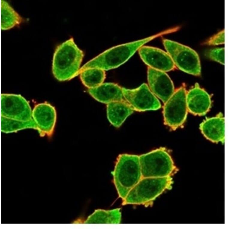 Immunofluorescence - Anti-DAXX Antibody [PCRP-DAXX-6A8] (A277572) - Antibodies.com