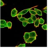 Immunofluorescence - Anti-DAXX Antibody [PCRP-DAXX-6A8] (A277572) - Antibodies.com