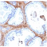 Immunohistochemistry - Anti-Decorin Antibody [DCN/6289] (A277573) - Antibodies.com
