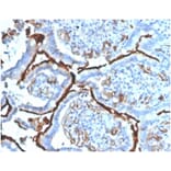 Immunohistochemistry - Anti-Angiotensin Converting Enzyme 1 Antibody [ACE/3764] (A277574) - Antibodies.com