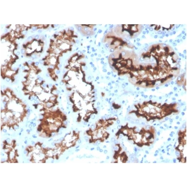 Immunohistochemistry - Anti-Angiotensin Converting Enzyme 1 Antibody [ACE/3764] (A277574) - Antibodies.com