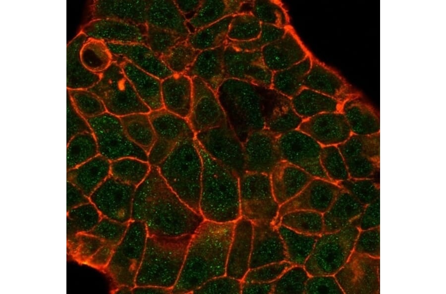 Immunofluorescence - Anti-DCP2 Antibody [PCRP-DCP2-1D6] (A277575) - Antibodies.com