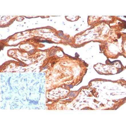 Immunohistochemistry - Anti-IDO2 Antibody [IDO2/2638] (A277576) - Antibodies.com