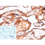 Immunohistochemistry - Anti-IDO2 Antibody [IDO2/2638] (A277576) - Antibodies.com