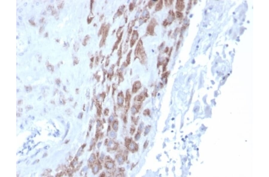 Immunohistochemistry - Anti-IDO2 Antibody [IDO2/2639] (A277577) - Antibodies.com
