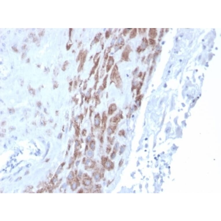 Immunohistochemistry - Anti-IDO2 Antibody [IDO2/2639] (A277577) - Antibodies.com