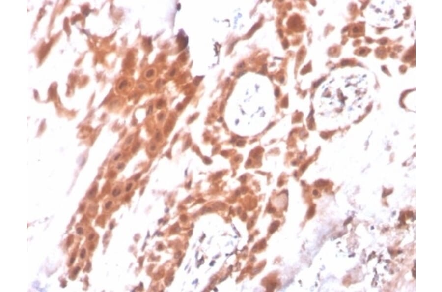 Immunohistochemistry - Anti-IDO2 Antibody [IDO2/2640] (A277578) - Antibodies.com