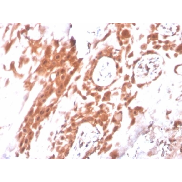 Immunohistochemistry - Anti-IDO2 Antibody [IDO2/2640] (A277578) - Antibodies.com