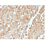 Immunohistochemistry - Anti-Dystrophin Antibody [DMD/3676] (A277580) - Antibodies.com