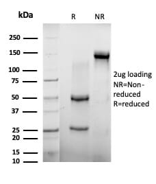 SDS-PAGE analysis of Anti-AGO3 Antibody [PCRP-AGO3-1C5] under non-reduced and reduced conditions; showing intact IgG and intact heavy and light chains, respectively. SDS-PAGE analysis confirms the integrity and purity of the antibody.