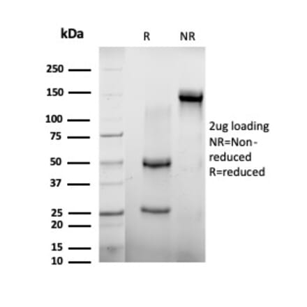 SDS-PAGE - Anti-AGO3 Antibody [PCRP-AGO3-1C5] (A277581) - Antibodies.com