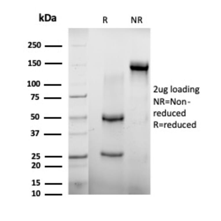 SDS-PAGE - Anti-AGO3 Antibody [PCRP-AGO3-1C5] (A277581) - Antibodies.com