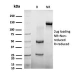 SDS-PAGE - Anti-AGO3 Antibody [PCRP-AGO3-1C5] (A277581) - Antibodies.com