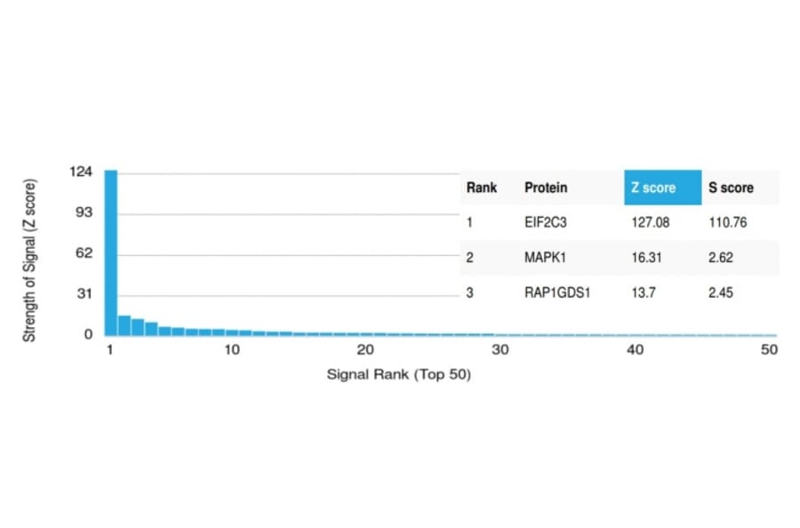 Protein Array - Anti-AGO3 Antibody [PCRP-AGO3-1C5] (A277581) - Antibodies.com