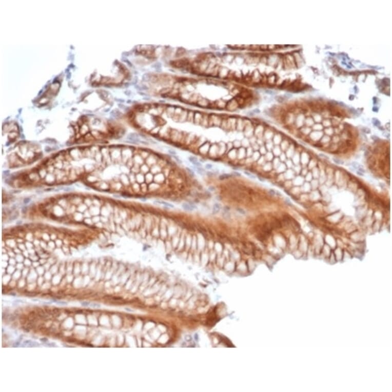 Immunohistochemistry - Anti-Reelin Antibody [RELN/4498] (A277582) - Antibodies.com