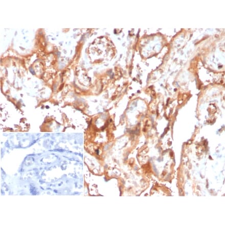 Immunohistochemistry - Anti-AHSG Antibody [AHSG/3748] (A277583) - Antibodies.com