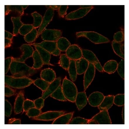 Immunofluorescence - Anti-ETS2 Antibody [PCRP-ETS2-1D9] (A277585) - Antibodies.com
