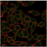 Immunofluorescence - Anti-ETS2 Antibody [PCRP-ETS2-1D9] (A277585) - Antibodies.com