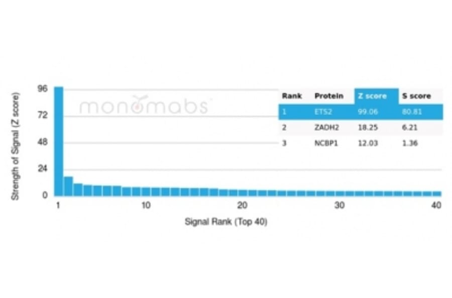 Protein Array - Anti-ETS2 Antibody [PCRP-ETS2-1D9] (A277585) - Antibodies.com
