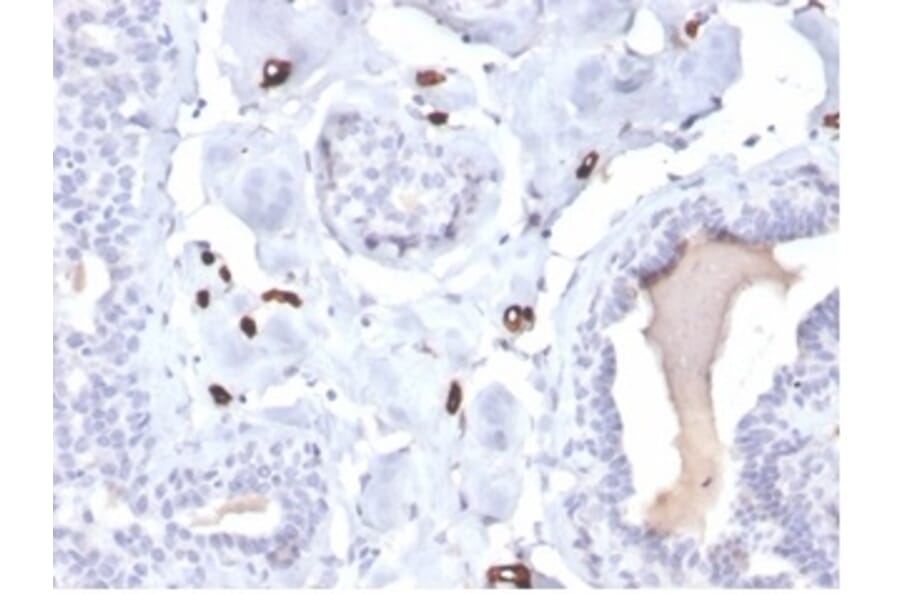 Immunohistochemistry - Anti-FABP4 Antibody [FABP4/4422] (A277586) - Antibodies.com