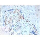 Immunohistochemistry - Anti-FABP4 Antibody [FABP4/4424] (A277588) - Antibodies.com