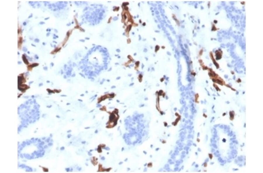Immunohistochemistry - Anti-FABP4 Antibody [FABP4/4424] (A277588) - Antibodies.com