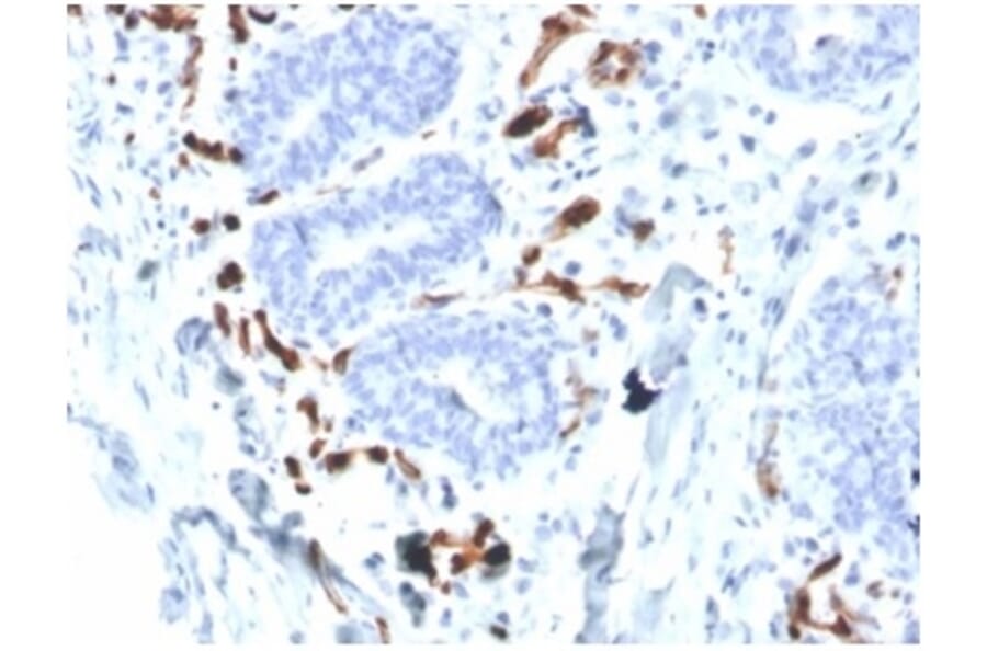 Immunohistochemistry - Anti-FABP4 Antibody [FABP4/4426] (A277589) - Antibodies.com