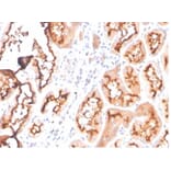 Immunohistochemistry - Anti-FABP1 Antibody [FABP1/3940] (A277591) - Antibodies.com