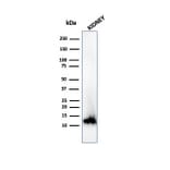 Western Blot - Anti-FABP1 Antibody [FABP1/3940] (A277591) - Antibodies.com