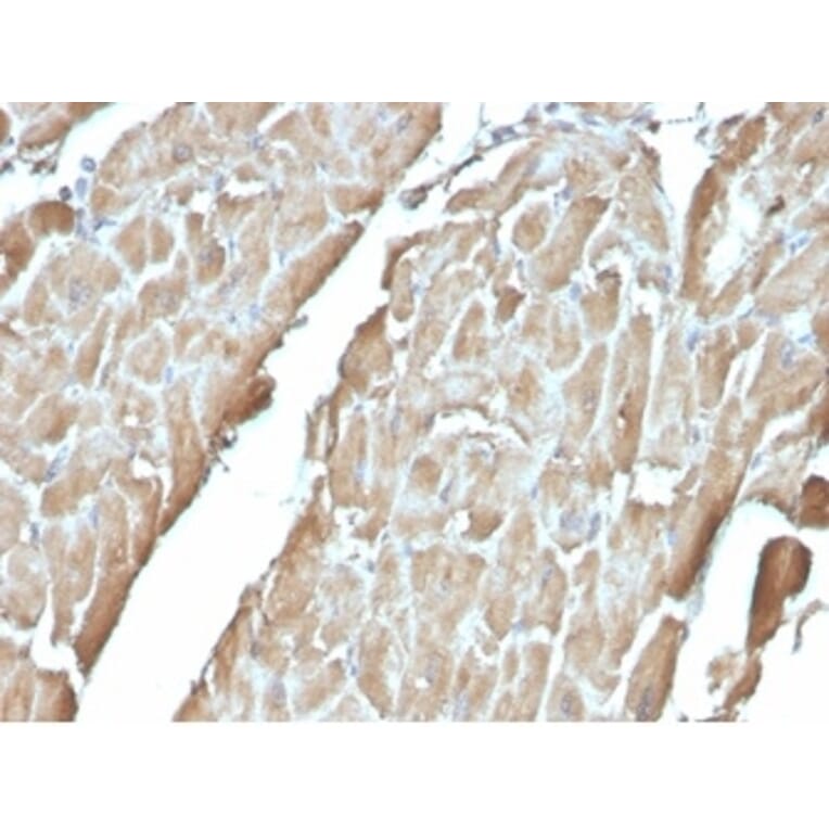 Immunohistochemistry - Anti-H-FABP Antibody [FABP3/3430] (A277593) - Antibodies.com