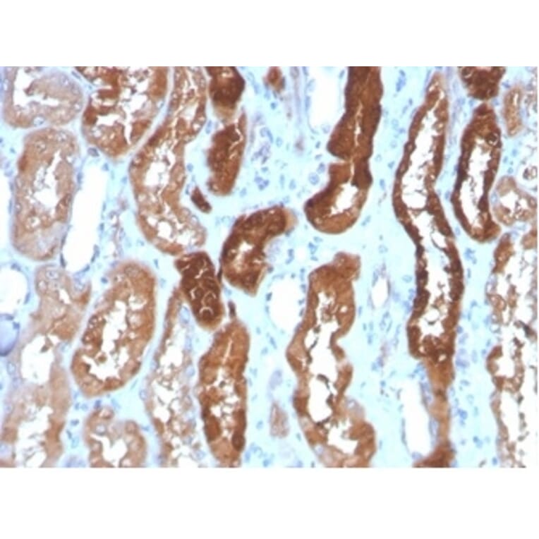 Immunohistochemistry - Anti-H-FABP Antibody [FABP3/3430] (A277593) - Antibodies.com