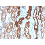 Immunohistochemistry - Anti-H-FABP Antibody [FABP3/3430] (A277593) - Antibodies.com