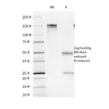 SDS-PAGE - Anti-CD16 Antibody [C16/1045] (A277603) - Antibodies.com