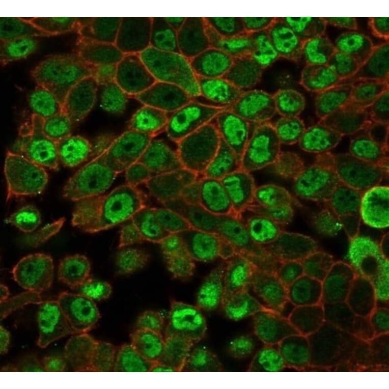 Immunofluorescence - Anti-JAZF1 Antibody [PCRP-JAZF1-1C2] (A277604) - Antibodies.com